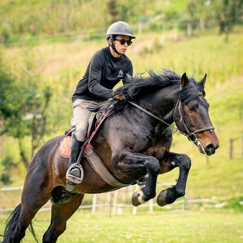 Caballo de la escuela Caballo Campana