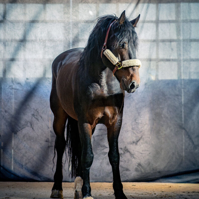 Caballo de la escuela Caballo Campana