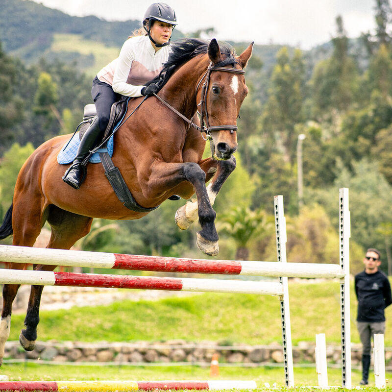 Caballo de Caballo Campana en Cuenca Ecuador