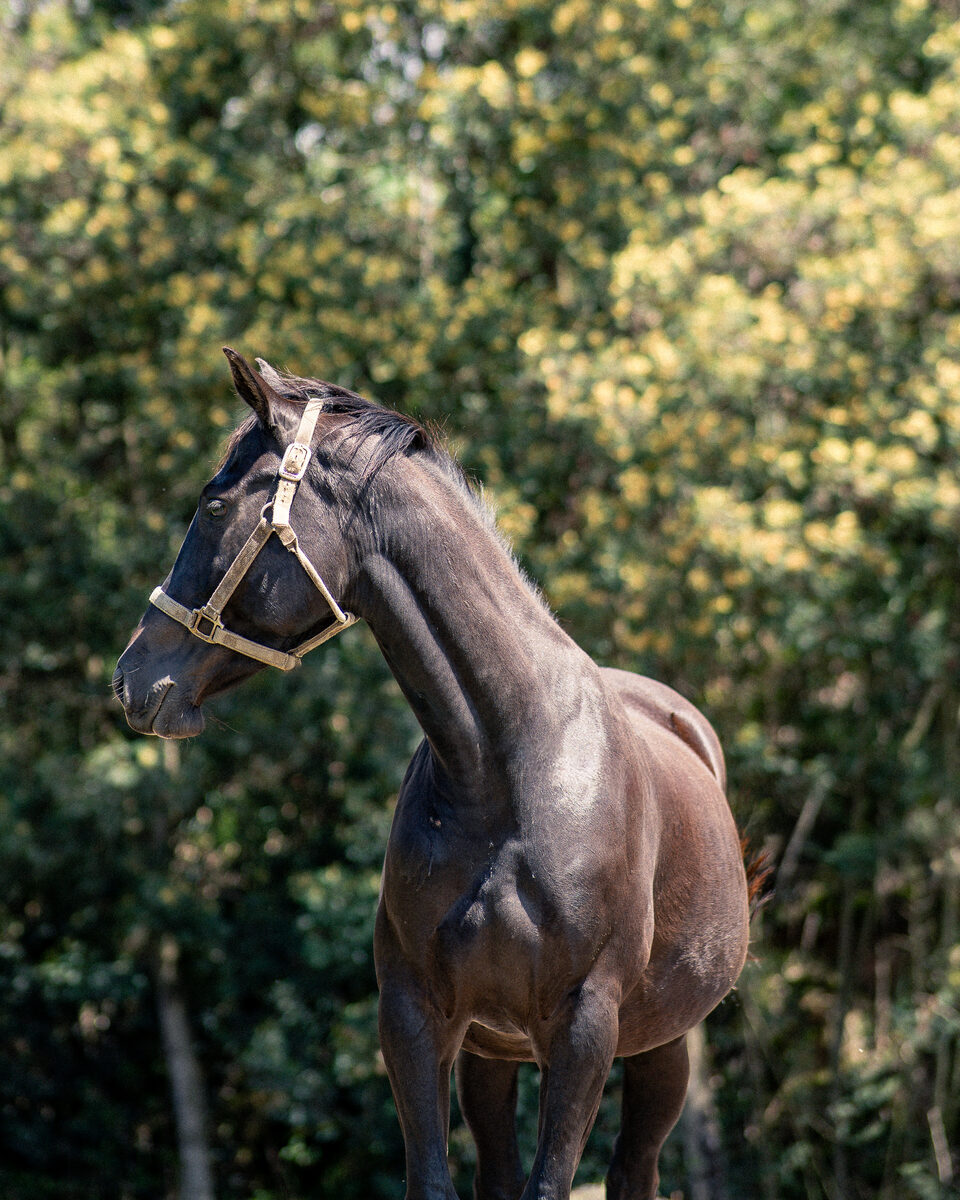 Entorno natural de Caballo Campana en Cuenca