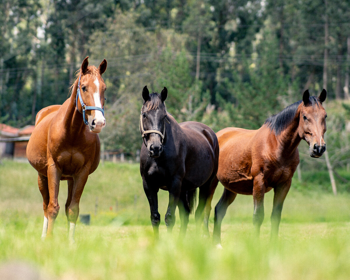 Potreraje y cuidado en Caballo Campana